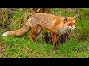 Fox kills and Eats Domestic Cats