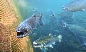 Salmon Farming | Salmon Farming Crisis | Wildfish
