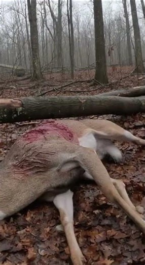 Strange Parasite Attacking Animals Spotted Across America