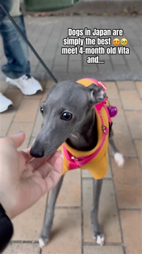 Whippet dog is joyfully jumping on me while her chihuahua bro 🐶is chilling like a kangaroo