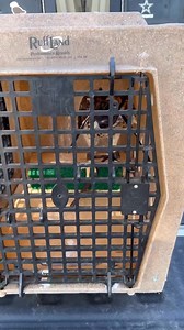 Releasing Bounty, my red-tailed hawk back into the wild after two years as a falconry #Falcon #BirdOfPrey #Wildlife #Falconry #ReelItFeelIt #WatchThis #ViralReels #ReelOfTheDay #MustSee #IncredibleNature | Bird Hunting