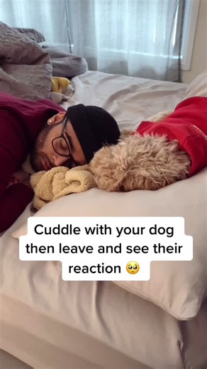 Heartwarming Moment: Dog's Reaction to Cuddling Owner