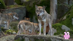 A wolf pack observing their territory