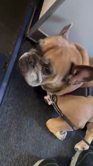 Flight attendants couldn’t hold back their laughter when a passenger’s dog completely lost it over its fear of flying 😭✈️🐶