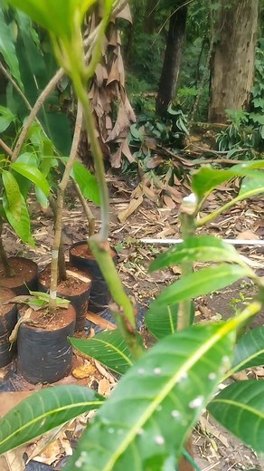 121K views · 797 reactions | Grafted mango tree! | GardeningFruit | Facebook