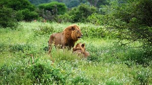 35K views · 184 reactions | The Kruger National Park is known for...