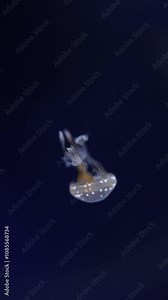 A spotted jellyfish, known as Mastigias papua, gracefully floats in the deep blue waters. Its unique pattern and vivid structure create a stunning display of marine elegance.