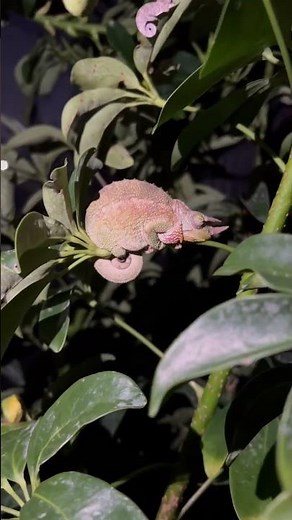 Chameleon babies! Jacksons chameleons give LIVE BIRTH! 🥲 #chameleon #chameleonfacts