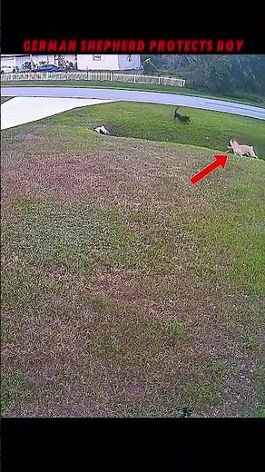 Heroic German Shepherd Protects Little Boy from Dog Attack! #shorts #viral #dogs