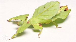 Why Giant Leaf Insect Nymphs Shimmy Up Trees Just to Remain Perfectly Still for the Rest of Their Lives