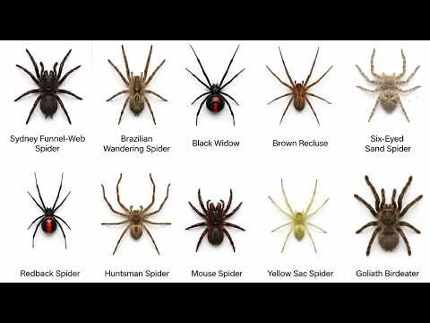 10 Spiders You Should Know