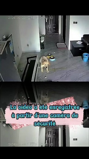 Light-Colored Dog Explores Home Security Camera Setup