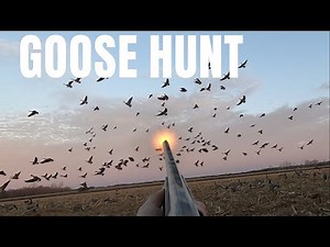 GOOSE HUNT (Bernache du Canada) chasse à l’outarde
