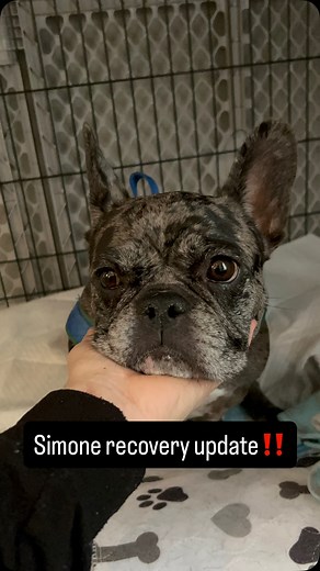 2.4K views · 415 reactions |  Simone’s Recovery Update  Simone...