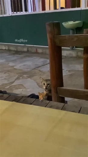 Ellos no tienen a nadie en este mundo adopta, esteriliza y cambia una vida🐾🥲🐈🤲🏽✨. #catlover #gatitosvirales #adoptaungato