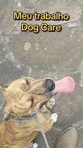 11 reactions | O trabalho de Dog Care (Pet Sitter/Cuidador) consiste...
