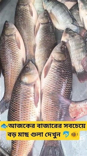 Big Fish Market Today 🐟🔥 #FishMarket #BigFish #AnisFishCuttingWorld #Viral #fish #fishing #seafood