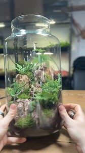 93K views · 1.5K reactions | Tropical Terrarium Tutorial | Ome.home | Facebook
