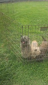 Cairn Rescue USA on Reels