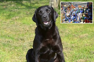 Hinstock warehouse collapse: Meet the hero dog who helped rescue worker buried under tonnes of cheese