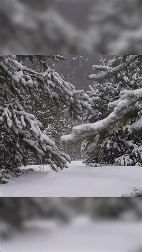 Snow Lofi ❄️🌨️ | Calm Winter Beats for Study, Relax & Sleep #focusmusic #cozynights #lofibeats #snow