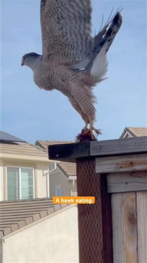 Saw a hawk eating outside my backyard #shorts #birds #parrot