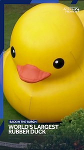 The world's largest rubber duck is back after nearly 12 years! Sky 4 shows the six-story yellow giant from above. See it at Idlewild & SoakZone this weekend, June 27-29, and keep an eye out for the mini ducks hidden around the park. https://www.wtae.com/article/pennsylvania-worlds-largest-rubber-duck-idlewild-soakzone/65221535 | WTAE-TV Pittsburgh