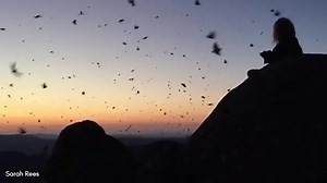 Bogong moths filmed in abundance in 2017