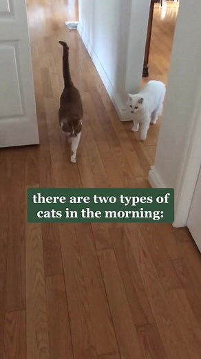 Different Cat Types: Identifying Common Feline Breeds