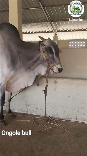 Ongole breeding bull