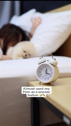 Almost used my Pom as a snooze button 😅🐾 🥞 (and no, she’s not AI—she’s 100% real fluff!). Delightful ✨ #creampomeranian | Foufou's Teacup Puppies