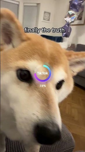 Shiba put in AI anime filter reveals secret