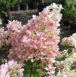 Pink Diamond Hydrangea - 1 Gallon, 2'ft Tall - Established Potted Plant - Hydrangea paniculata, Fast Growing Tree, Easy Care, Spring Flowers