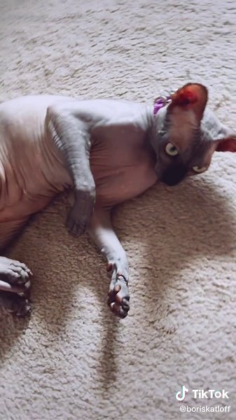 Sphynx Cat Zerberts: Fun and Playful Moments
