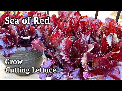 How to Grow Cutting Lettuce from Seed | Sea of Red | from Seed to Harvest
