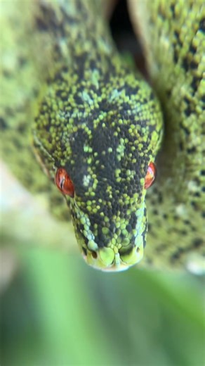 What a snake! #reptiles #snakes #chondro #animals