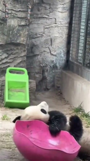 吉年呀 这能洗干净吗 #大熊猫 #panda #熊日常 #cute #一起玩耍一起成长真好呀