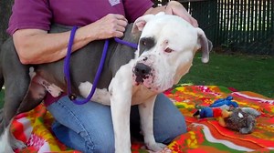 MICKEY 04/23/2018 😍🔷SAVE a LIFE!! ❤️ Please FOSTER or ADOPT! 🔷😍 #A5164869 Mickey is a mellow four-year-eight-month-old white-and-grey neutered male Pitbull mix found in Carson and brought to the Carson Animal Care Center on April 5. Weighing 64 lbs, this awesome boy walks great on leash. He doesn’t seem to know basic commands like sit, but he is extremely sweet and gentle and he takes treats nicely. He loves just hanging out by your side and wants to be your lap dog. He is tolerant and non-r