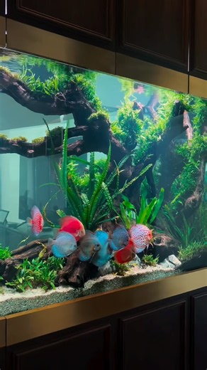 Just a simple day in my Discus Tank ❤️