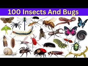 Insects And Bugs Name | Learn Insects And Bugs Name In English