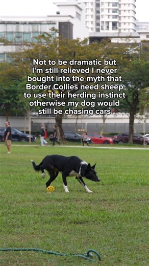 Herding instinct isn’t about needing sheep. It’s about control of movement. It’s a neurobiological drive - a pattern of behavior rooted deep in the brain that exists whether or not livestock are present. The object doesn’t matter. What matters is that something is moving. For a Border Collie, herding instinct activates whenever they perceive motion that feels important to manage - think children running, a ball rolling, dogs playing, even shadows or cars. To them, each of these things is "sheep"