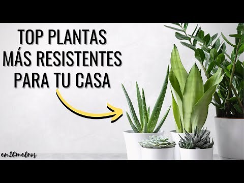 (EP 01) Las PLANTAS MÁS RESISTENTES Y FÁCILES DE CUIDAR en casa: consejos y cuidados || en20metros
