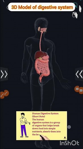 #biology #3D model of human digestive system.