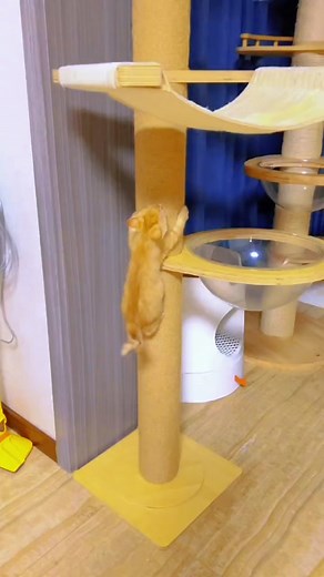 Rayson-pet-cat on TikTok