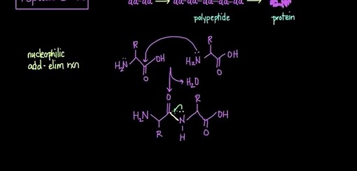Peptide bonds: Formation and cleavage