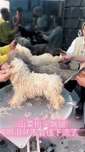 Today I'm Doing Different 😁🐕 Pet Grooming #shorts #grooming #pets