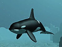 Killer Whale - Jouez Sur VitalityGames FR