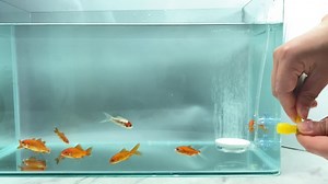 Watch FRIDODSAY 2.4In Air Stone Bubble Diffuser Make Fine Bubbles on Amazon Live