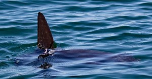 Spectacular giant Sunfish encounter off Devon coast