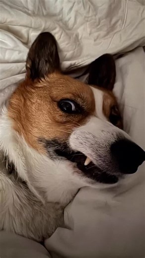 266 reactions | A brief history of goofball faces! #corgisofinstagram #ilovemydogs #derp | Three Corgis | Facebook